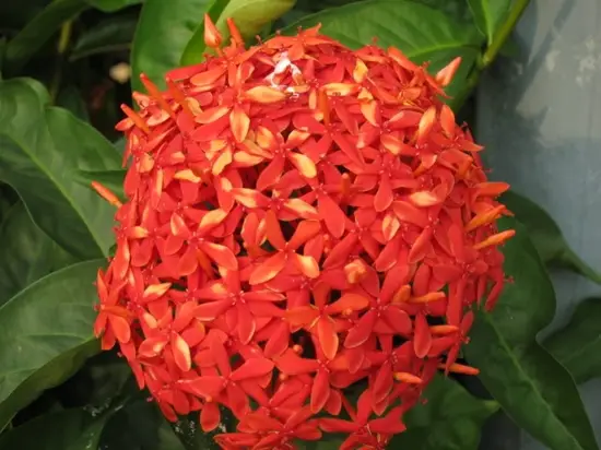 10-loai-hoa-may-man-trong-ngay-tet-3
