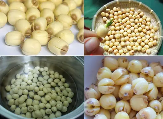 Cách nấu chè hạt sen đậu xanh thanh mát, đã ăn là mê