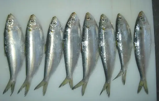 8-thuc-pham-can-tranh-khi-mac-benh-gout-2