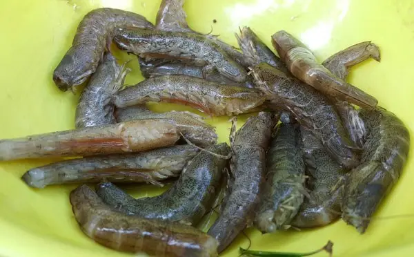 Kết quả hình ảnh cho Tôm đất