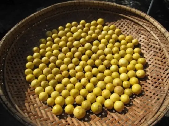 phơi chanh ra ánh nắng