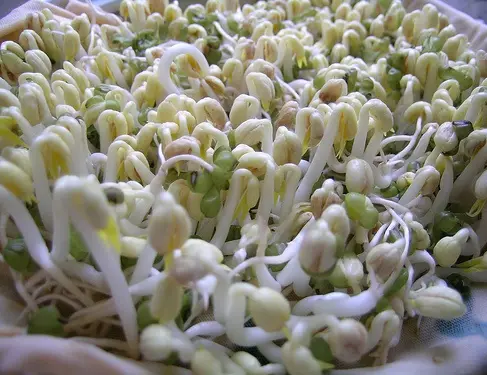 cách làm giá đỗ