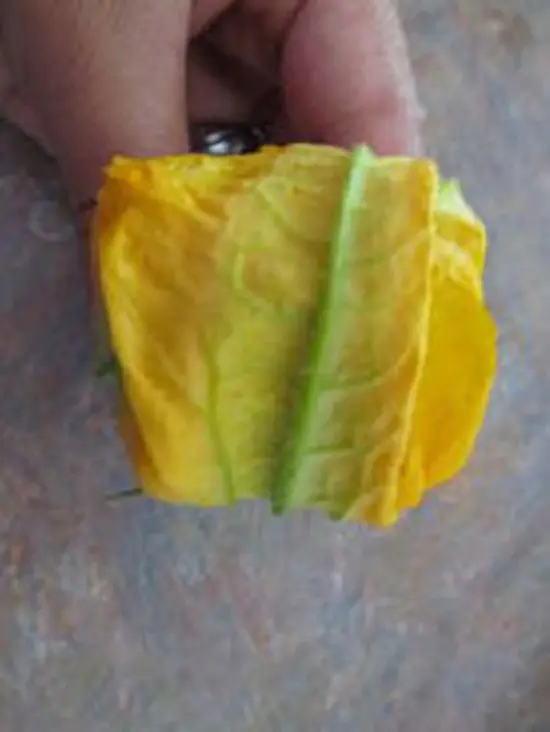 gập cánh hoa bí ngô lại