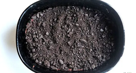 rải vụn bánh quy lên trên