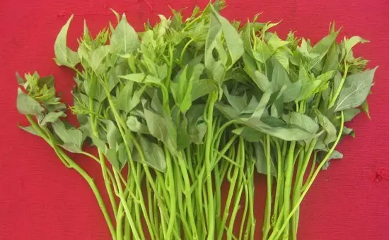 nom-rau-khoai-lang-2