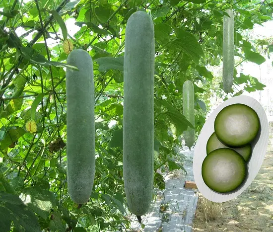 nước ép bí đao nguyên liệu