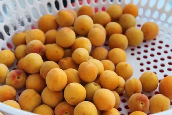 Để mơ cho ráo nước để ngâm nước mơ