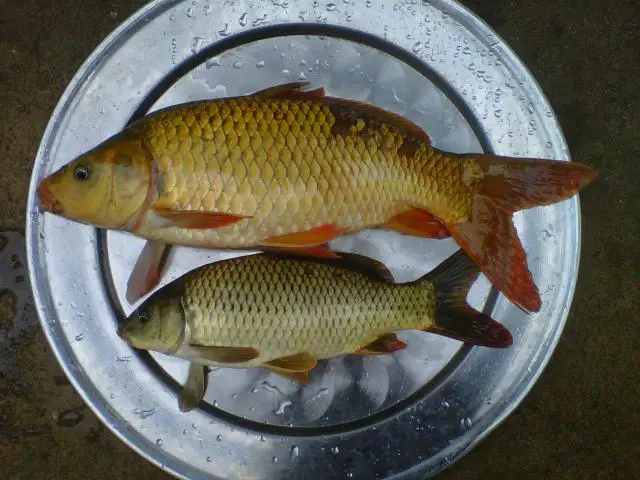 lam-ruoc-ca-chep-1