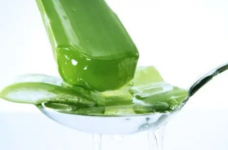 Cách làm sinh tố nha đam thơm mát