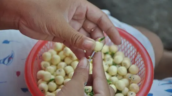 sơ chế hạt sen