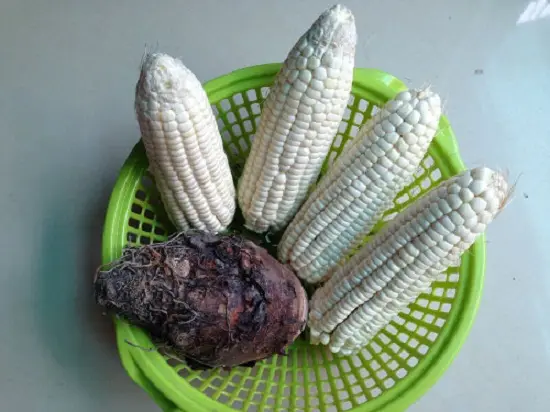 H1