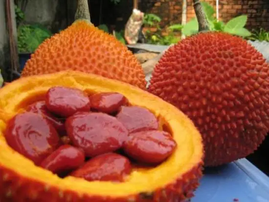 Gấc chín mọng - cách làm xôi gấc