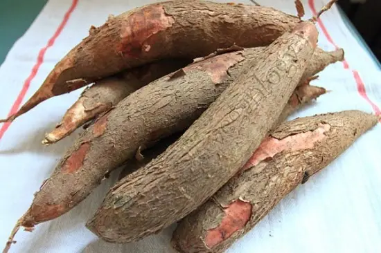 sắn tươi