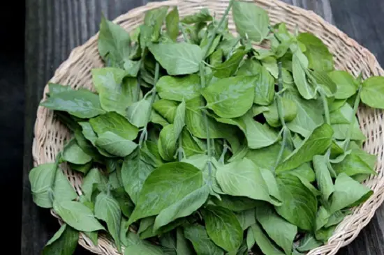 lá cẩm tươi