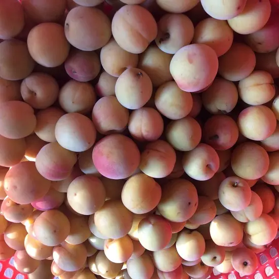 cách ngâm quả mơ sơ chế