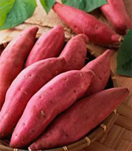 Cách chọn khoai lang làm bánh khoai lang