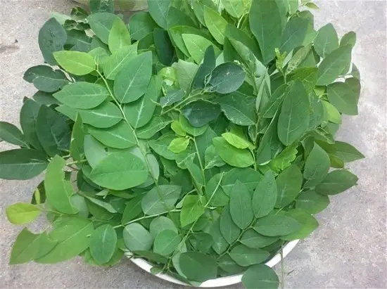 cách trị nhiệt miệng rau ngót