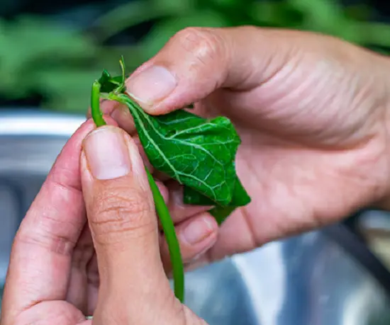 Cách xào thân lá khoai lang độc đáo thơm ngon cho cả nhà 4
