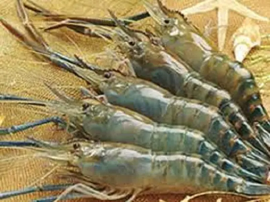 canh-hoa-chuoi-nau-tom-3