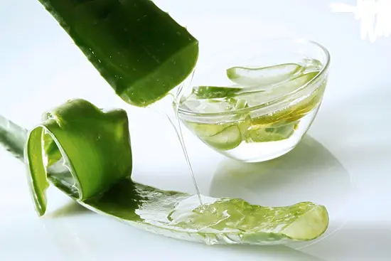 Công dụng của cây nha đam2