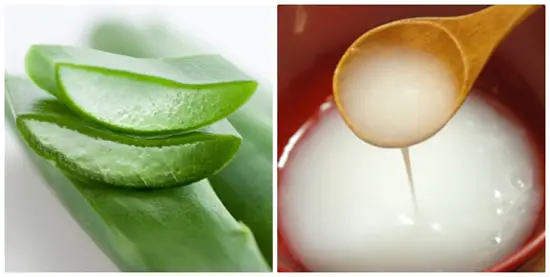 Công dụng của cây nha đam4