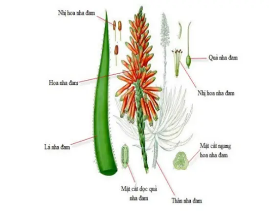 Đặc điểm của cây nha đam