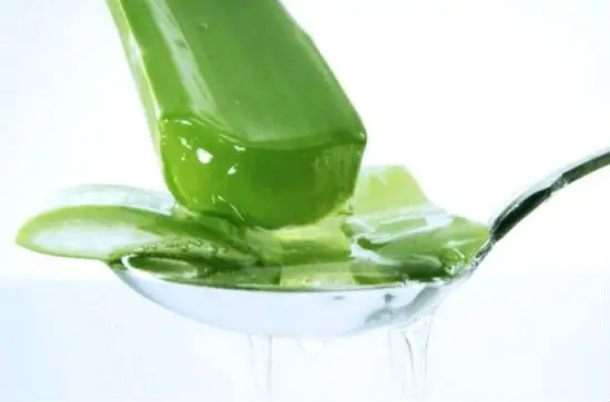Công dụng của cây nha đam bạn nên biết