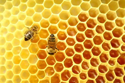 Công dụng của mật ong rừng nguyên chất