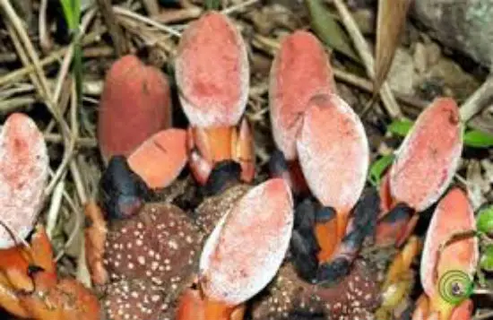 Đặc điểm của nấm ngọc cẩu