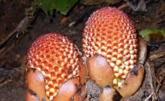 Nấm Ngọc cẩu ngoài tự nhiên