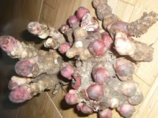 Công dụng của nấm ngọc cẩu