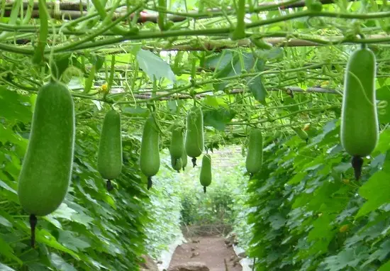 Công dụng tuyệt vời của nước ép bí đao