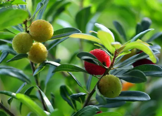 Đặc điểm quả thanh mai