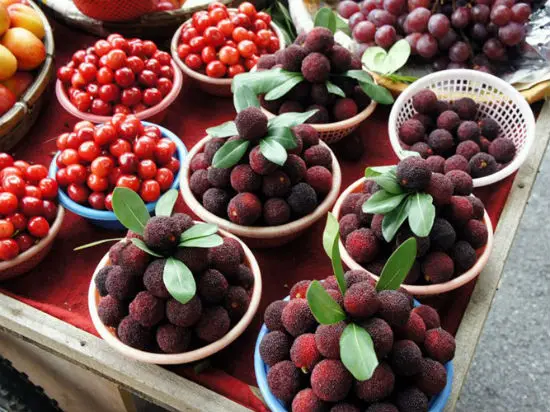 Lưu ý khi sử dụng quả thanh mai
