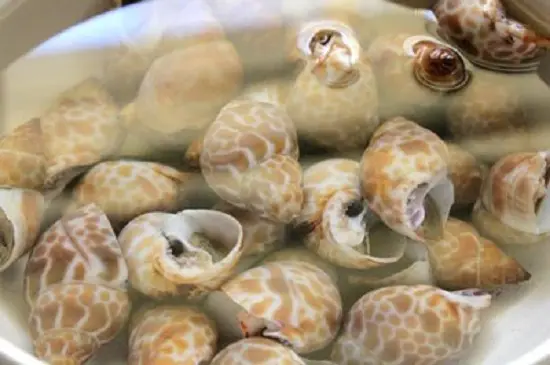 sơ chế ốc làm ốc xào me