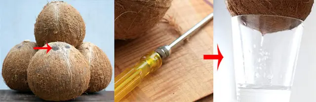 Sơ chế nguyên liệu làm nước cốt dừa