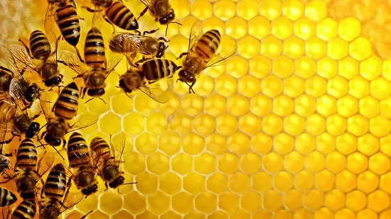 Hướng dẫn bạn cách phân biệt mật ong thật và mật ong giả