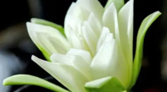 huong-dan-cach-tia-hoa-sung-tu-qua-du-du-5