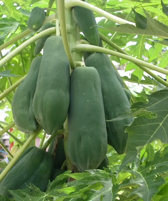 trị nám bằng đu đủ xanh