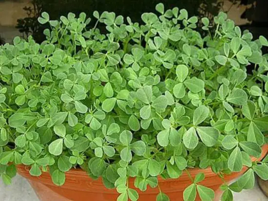 Hạt methi và lá methi được sử dụng nhiều
