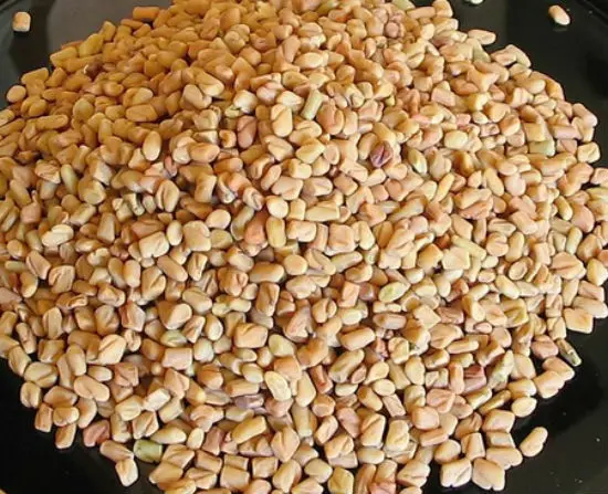 Công dụng của hạt methi