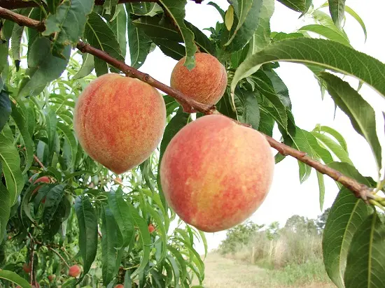 mẹo chọn hoa quả đào