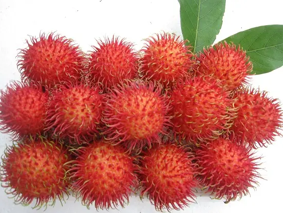 mẹo chọn hoa quả chôm chôm