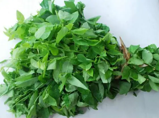 Dùng lá nhọ nồi hoặc lá rau ngót để chữa nhiệt miệng