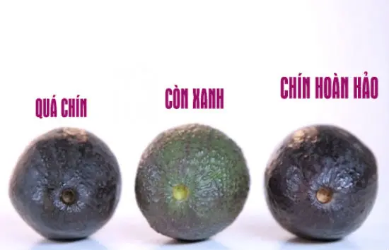 Mẹo nhỏ phân biệt quả bơ ngon 6