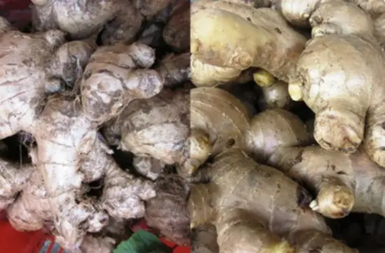 meo-phan-biet-rau-cu-qua-trung-quoc-10