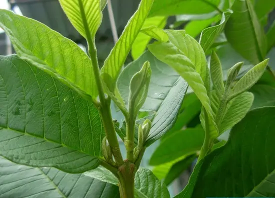 cách chữa nhiệt miệng hiệu quả lá ổi