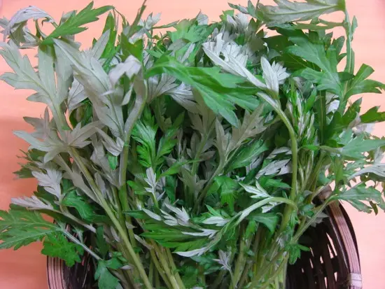 thực phẩm gây sảy thai cho bà bầu ngải cứu