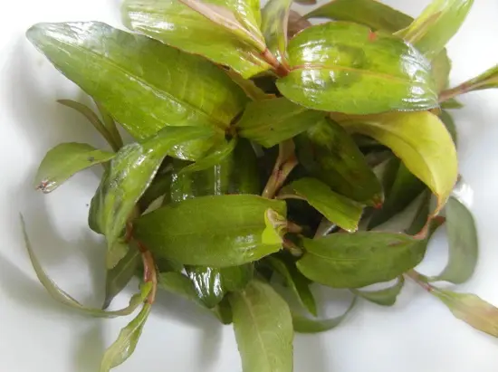 thực phẩm gây sảy thai cho bà bầu