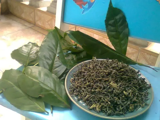 tác dụng của chè xanh chữa bệnh 3